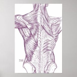 Póster Vintage Anatomy Drawing Back Muscles Purple