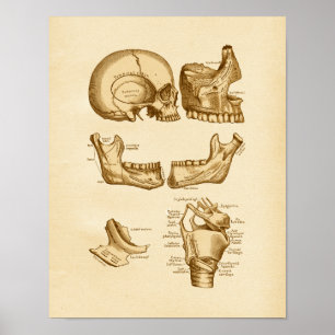 Póster Vintage Anatomy Ilustration Bones of Skull