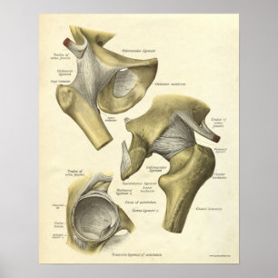 Póster Vintage Anatomy Print Bones of Hip Joint