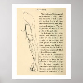 Poster Vintage Anatomy Veins of the Human Arm
