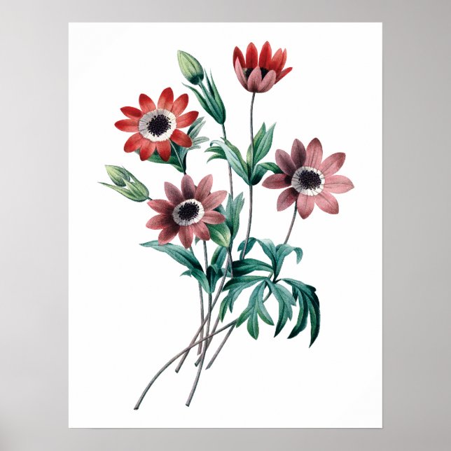 Poster Vintage Anemones (Frente)