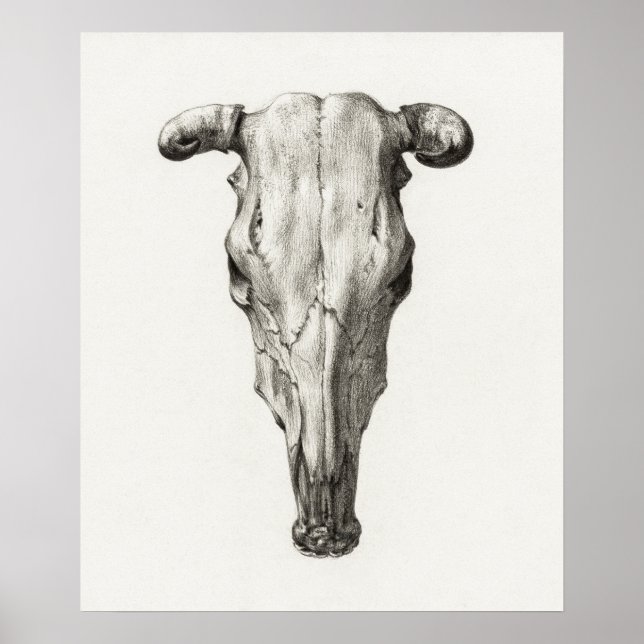 Poster Vintage Animal Skull (Frente)