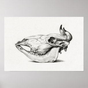 Poster Vintage Animal Skull