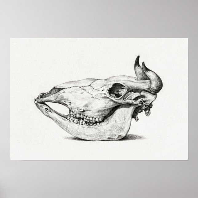 Poster Vintage Animal Skull (Frente)