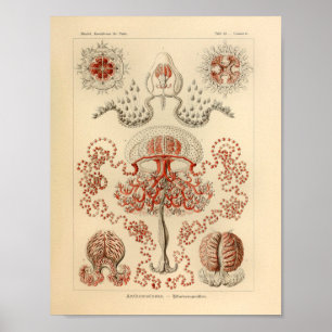 Poster Vintage Anthomedusae Color Ernst Haeckel Art Impre