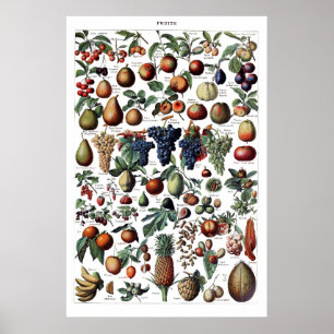 Poster Vintage Antique Fruta francês