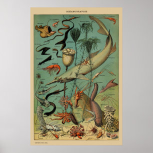 Poster Vintage Antique Marine Fish Scientific Posto