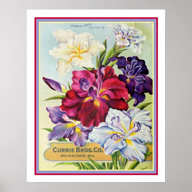 Poster Vintage - Anúncio de sementes Iris japonesas 16x20 (Frente)
