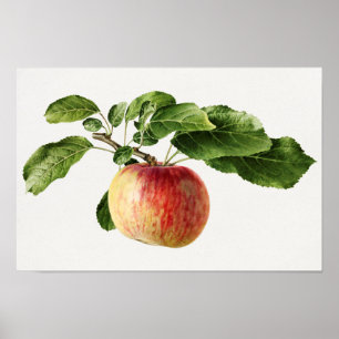 Poster Vintage Apple Fruta Watercolor Painting