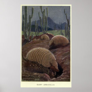 Póster Vintage Armadillo Painting (1909)