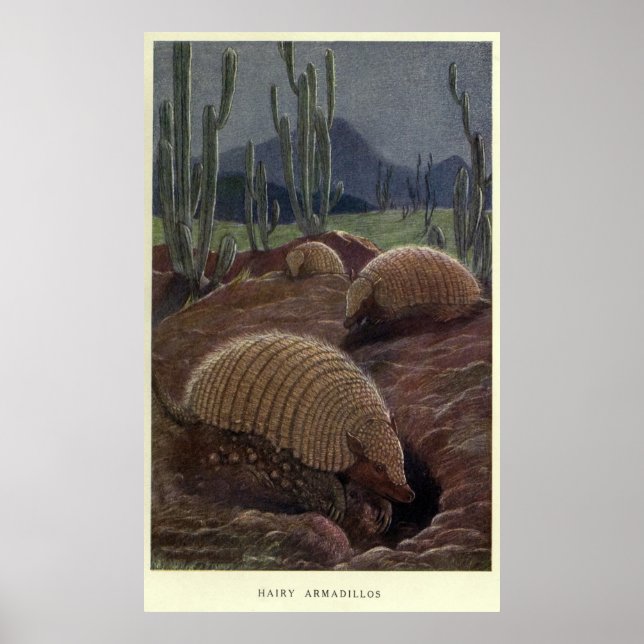 Póster Vintage Armadillo Painting (1909) (Frente)