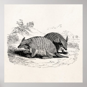 Poster Vintage Armadillo Retro Armadillos Illustration