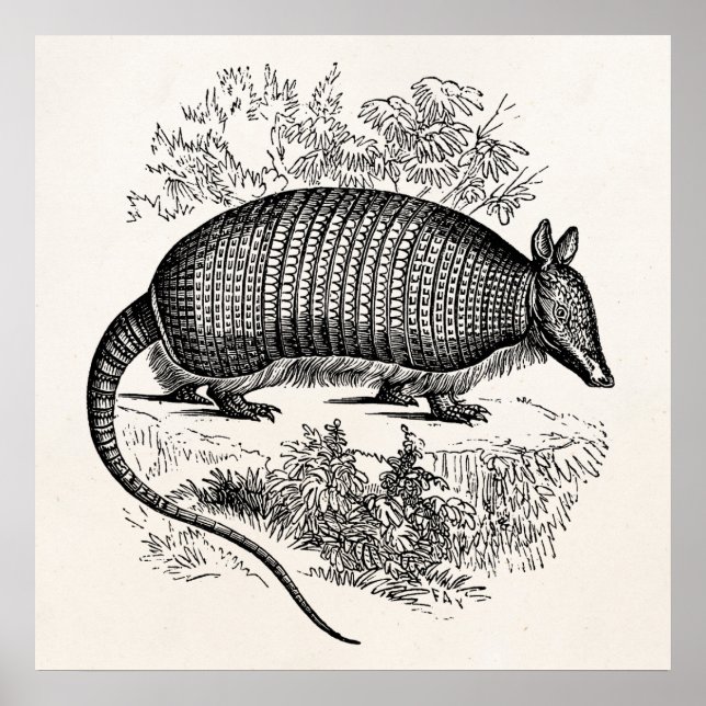Póster Vintage Armadillo Retro Armadillos Ilustração (Frente)
