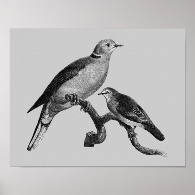 Póster Vintage Art Doves On Branch Animal (Frente)