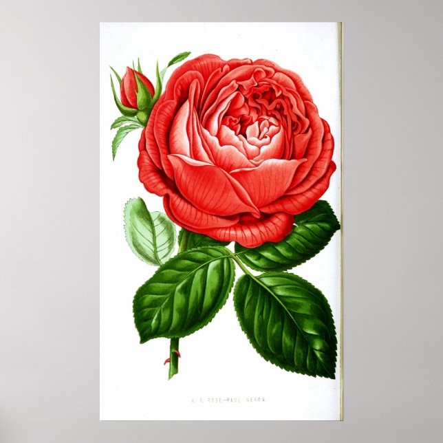 Póster Vintage Art Rosa vermelha (Frente)