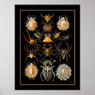 Poster Vintage Artista Ernst Haeckel Arachnida