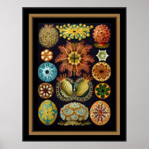 Poster Vintage Artista Ernst Haeckel Ascidiae