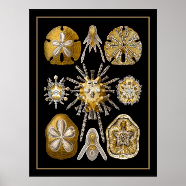 Poster Vintage Artista Ernst Haeckel Echinoidea (Frente)
