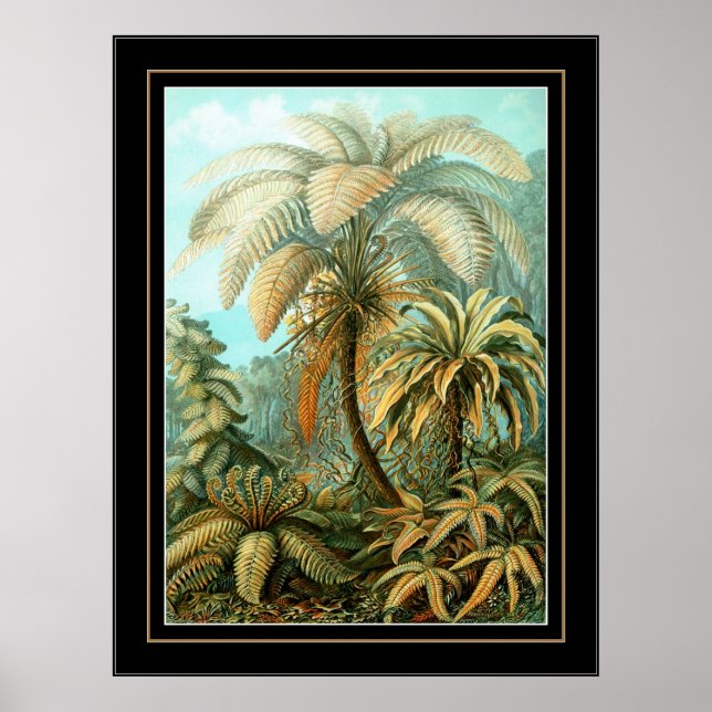 Poster Vintage Artista Ernst Haeckel Filicinae (Frente)