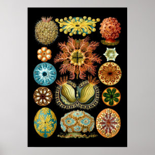 Poster Vintage: Ascidiae Náutica por Ernst Haeckel
