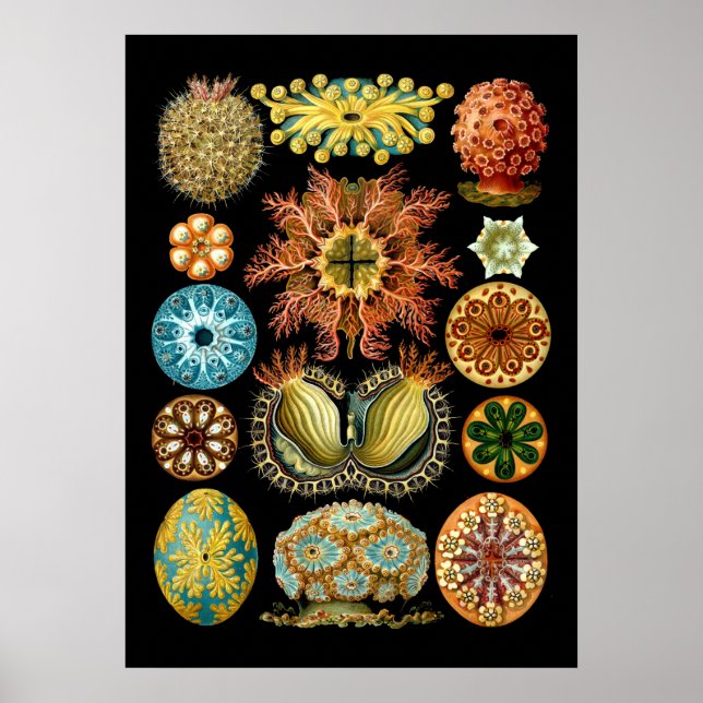 Poster Vintage: Ascidiae Náutica por Ernst Haeckel (Frente)