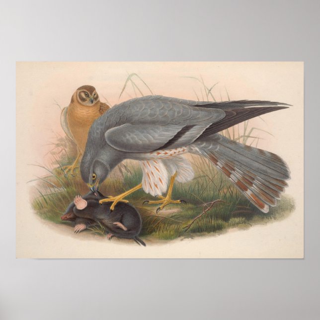 Poster Vintage Ash Colorida Harrier Bird (Frente)