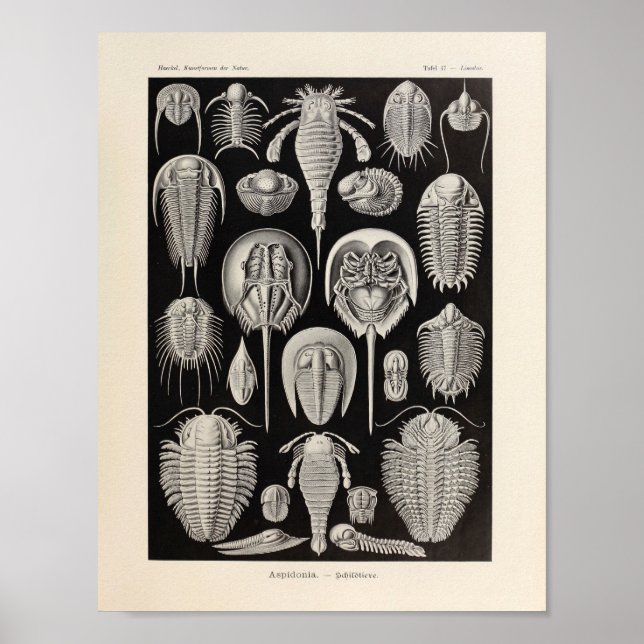 Póster Vintage Aspidonia Color Ernst Haeckel Art Impressã (Frente)