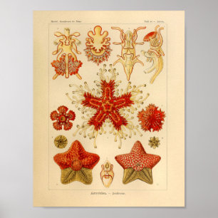 Póster Vintage Asteridae Color Ernst Haeckel Art Impressã