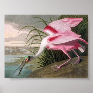 Poster Vintage Audubon Illustration Spoonbill Bird
