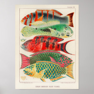 Poster Vintage Austrália Excelente Barrier Reef Fishes Po