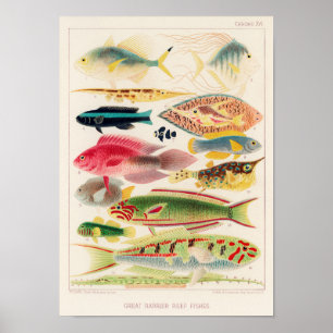 Poster Vintage Austrália Excelente Barrier Reef Fiss 6