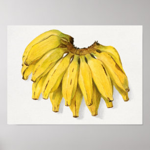 Poster Vintage Banana Fruta Watercolor Painting