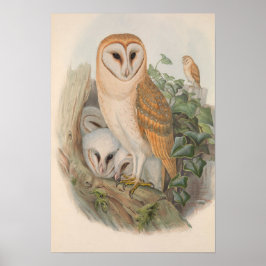 Poster Vintage Barn Owl Bird