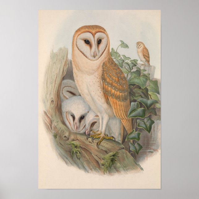 Poster Vintage Barn Owl Bird (Frente)