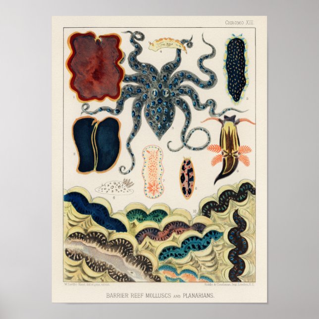Poster Vintage Barrier Reef Molluses e Planários (Frente)