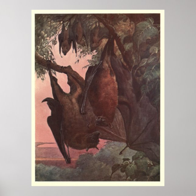 Póster Vintage Bat Painting (1909) (Frente)