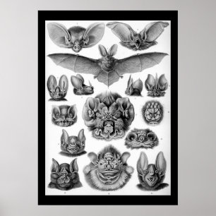 Poster Vintage bats por Ernest Haeckel