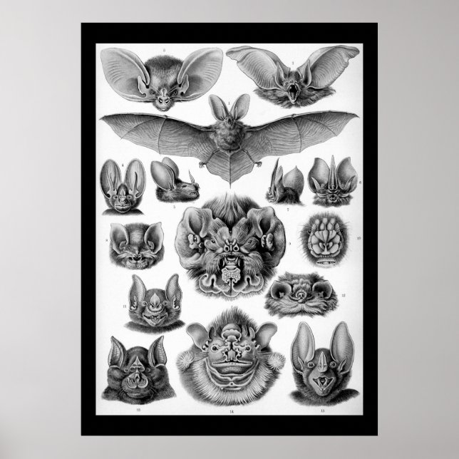 Poster Vintage bats por Ernest Haeckel (Frente)