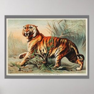 Poster Vintage Bengal Tiger Ilustração Arte Antiga Antigu
