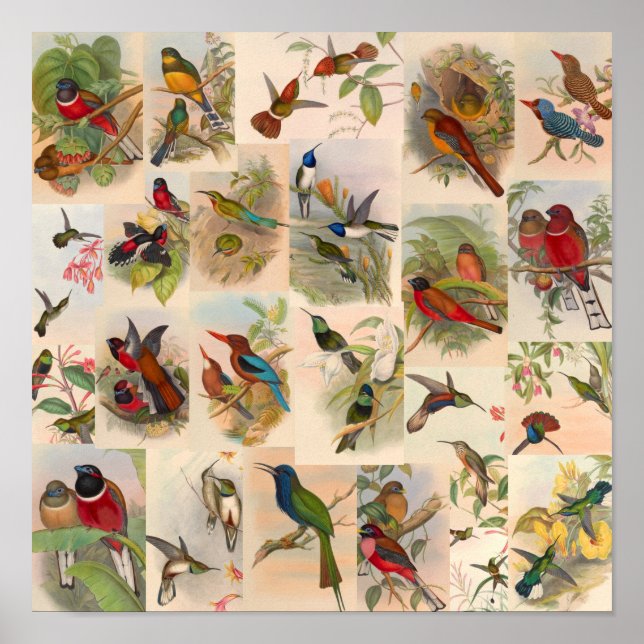 Poster Vintage Bird Collage Hummingbird Art Red (Frente)