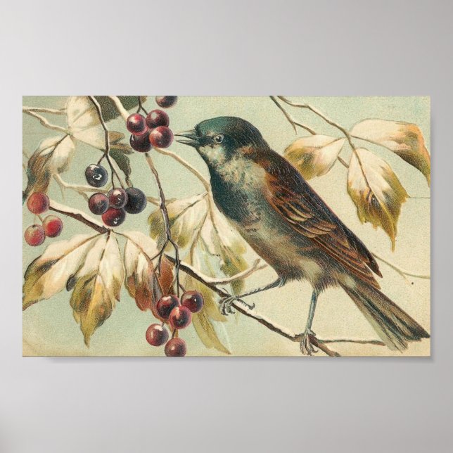 Póster Vintage Bird e Berries (Frente)