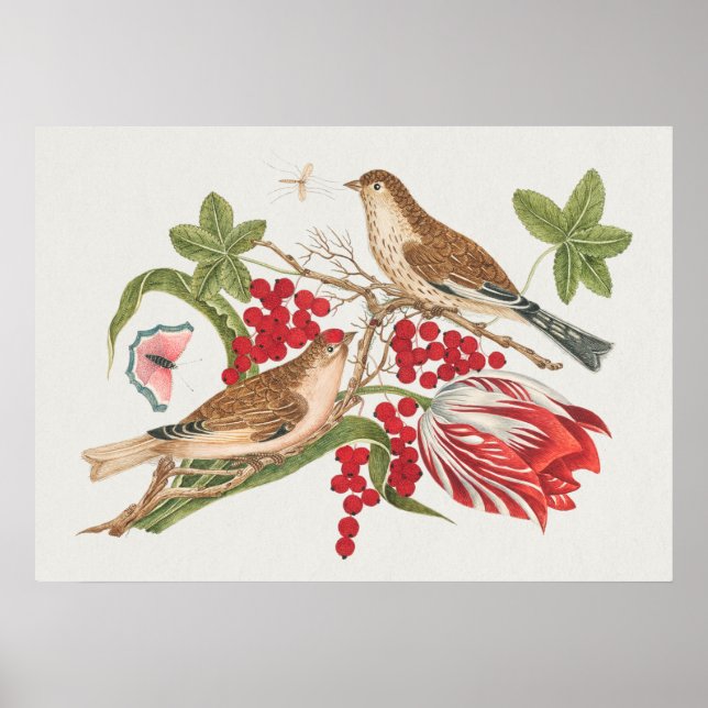 Poster Vintage Bird Illustration (Frente)