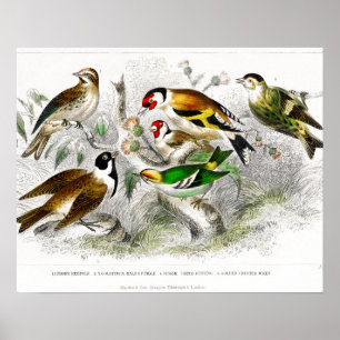 Poster Vintage Birds Antiga Ilustração de Livro