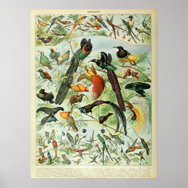 Poster Vintage Birds Antigo Livro Ilustração Arte (Frente)