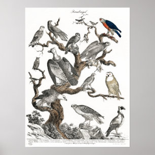 Poster Vintage Birds Antigo Livro Ilustração Arte