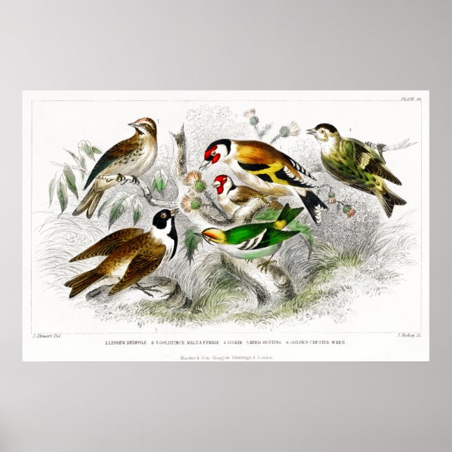 Poster Vintage Birds Antigo Livro Ilustração Arte (Frente)