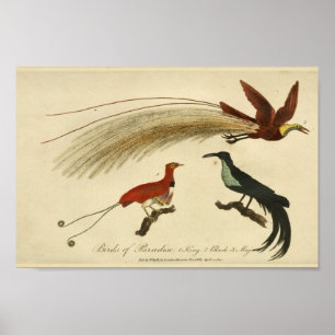 Poster Vintage Birds of Paradise Natural History Impressã