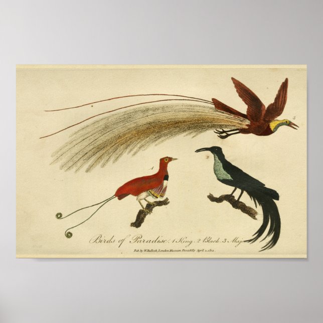 Poster Vintage Birds of Paradise Natural History Impressã (Frente)