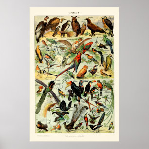 Poster Vintage Birds por Adolphe Millot
