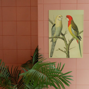Póster Vintage Birds - ROSELLA PARAKEETS